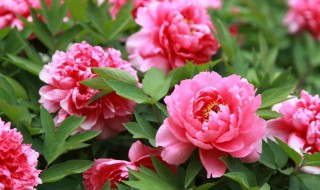 牡丹花多久才浇水 牡丹花多长时间浇一次水