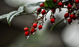 火棘树盆景怎么换盆 火棘怎么换盆