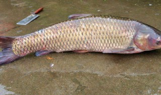 豆饼打窝适合钓什么鱼 原来能钓这鱼