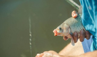 螺鲤3号蓝鲫大板鲫如何搭配 钓鲫鱼鲤鱼饵料配比