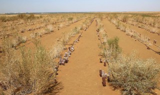 沙漠大芸是什么 有什么作用