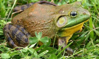 院子里有牛蛙寓意是什么 风水怎么样？