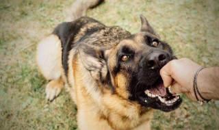 梦见被两条狗咬出血 周公解梦为你解吉凶