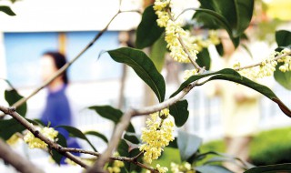 桂花在开花时能修剪吗 什么时候修剪最好