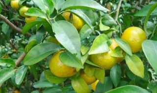 皇帝柑的功效与作用 带你深入了解