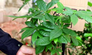 发财树什么季节修剪 千万不要记错时间