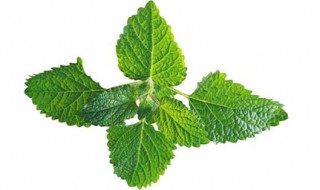 金钱薄荷草功效 金钱薄荷草能吃吗