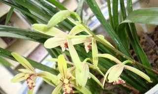 珠兰花的养殖方法 注意它的生长习性