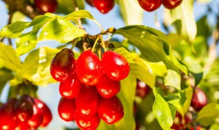 山萸肉与吴茱萸区别 山茱萸与吴茱萸有什么区别？