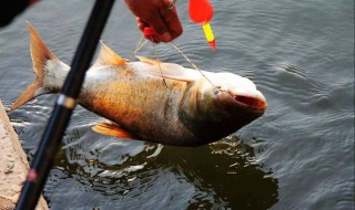 钓鲢鳙用什么腥味的好 原来用着饵料最好