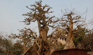 对节白蜡怎么修剪 对节白蜡盆景的三种修剪方法