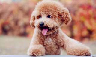 小泰迪怎么养 不看你会后悔终生!