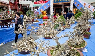 白蜡盆景怎么修剪 白蜡盆景的修剪方法