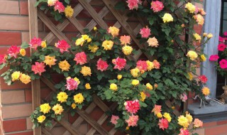 藤彩虹月季怎么种植 要留意这三点内容