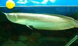 银龙鱼喂什么好 银龙鱼投喂注意事项