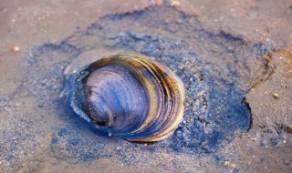 河蚌的养殖方法 需要了解这几点