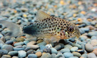 印第安鼠饲养方法 下面我们来关注一下吧