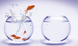 养鱼风水数量多少合适 需要具体分析