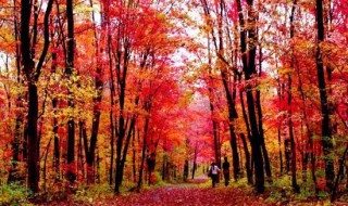 秋天拍照穿什么颜色的衣服好看 推荐一下