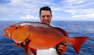 制作钓鲷鱼饵料用什么好 这样做对鲷鱼更有吸引力