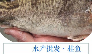 桂鱼繁殖技术 原来是这样繁殖的