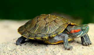 梦见乌龟追着我跑 预示好事要来临吗