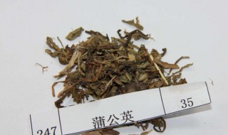 白鼓丁的功效与作用 还有什么别名