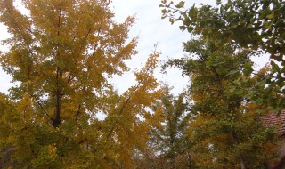 邳州银杏时光隧道什么时候去合适 全长多长