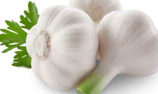 大蒜生长期多长 需要具体分析的