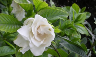 栀子花假植成功移栽注意 6大点非常重要