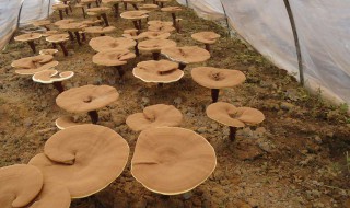 狍子粉的功效与作用 美容养颜抗衰老