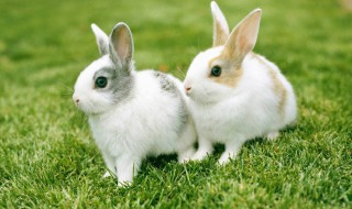 属兔人2020年运势 属兔的人运势完整版