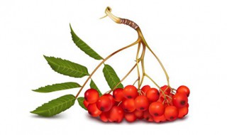 三七加山楂的功效 山楂的作用