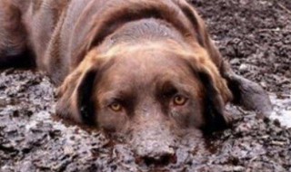 梦见垃圾狗 你知道代表什么意思吗