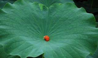 荷叶的颜色怎么涂 荷叶颜色如何涂