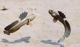 有什么钓可以钓跳跳鱼 跳跳鱼盛产地