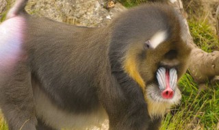 山魈是猴子吗 长什么样子的？