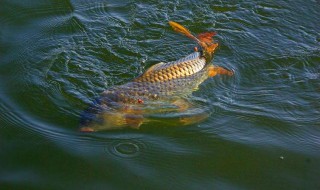 冬天鲫鲤通杀配方野钓 原来有那么多种配方