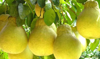 顺丰快递可以寄柚子肉吗 水果绿色通道