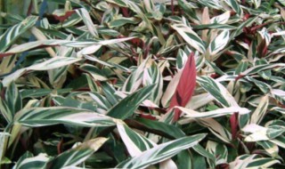 花叶竹芋的养殖方法 这样管理再也不用担心