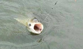 10月怎样钓翘嘴 原来是这样钓