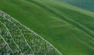 龙灯草原有多大 最大的特色是自然