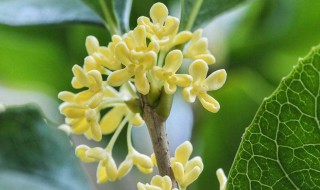 桂花树用什么肥好 花树生长会更好