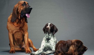 可卡犬和苏塞克斯猎犬的区别 与你一起了解一下