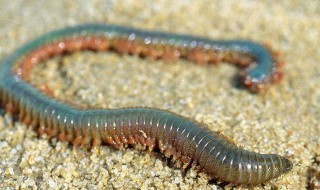 活沙蚕保存方法 你知道吗