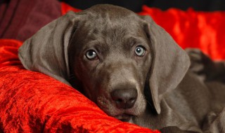 魏玛犬饲养方法 需要注意这几点