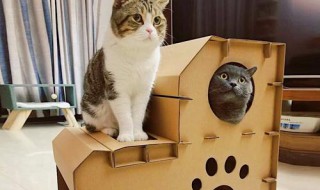 怎么用纸箱子做猫窝 你学会了吗