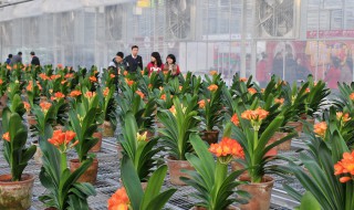 君子兰能使用硫酸亚铁吗 君子兰怎么使用硫酸亚铁