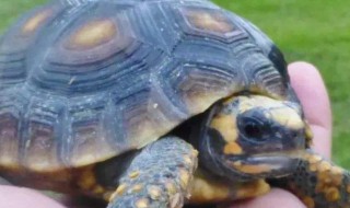 四爪陆龟的寿命 四爪陆龟寿命长短详解