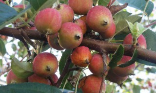 海棠果酒制作方法 原来是这样制作的